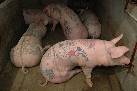 Practice Pigs… PETA Will NOT Be Happy… By admin. tattoo-practice.jpg